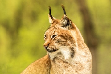Close up portrait of European Lynx resting in spring landscape in natural forest habitat, lives in forests, taiga, steppe and tundra, animal in captivity, zoo