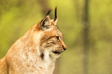 Close up portrait of European Lynx resting in spring landscape in natural forest habitat, lives in forests, taiga, steppe and tundra, animal in captivity, zoo