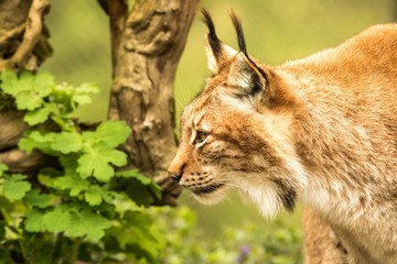 Close up portrait of European Lynx resting in spring landscape in natural forest habitat, lives in forests, taiga, steppe and tundra, animal in captivity, zoo