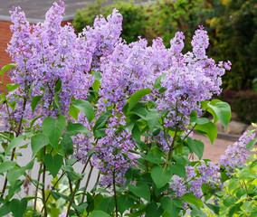 Wenn der Flieder wieder blüht
