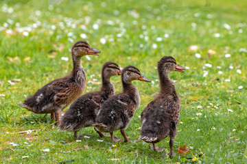 Happy ducklings with new plumage