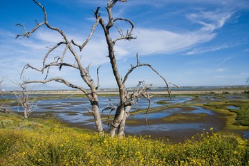 Lush coast sunflowers and a starkly beautiful dead tree in the foreground provide the perfect framing for the pocket wetlands at the Bolsa Chica Ecological Reserve in Huntington Beach, CA.