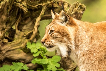 Fototapeta premium Close up portrait of European Lynx resting in spring landscape in natural forest habitat, lives in forests, taiga, steppe and tundra, animal in captivity, zoo