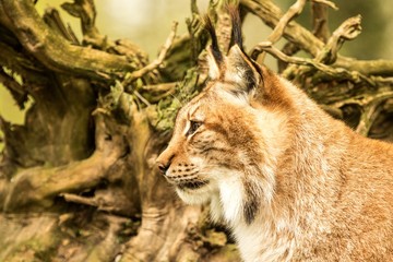 Close up portrait of European Lynx resting in spring landscape in natural forest habitat, lives in forests, taiga, steppe and tundra, animal in captivity, zoo