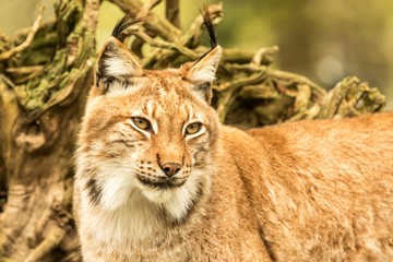Close up portrait of European Lynx resting in spring landscape in natural forest habitat, lives in forests, taiga, steppe and tundra, animal in captivity, zoo