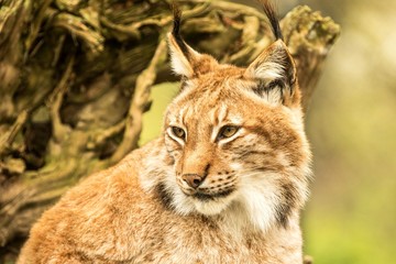 Close up portrait of European Lynx resting in spring landscape in natural forest habitat, lives in forests, taiga, steppe and tundra, animal in captivity, zoo