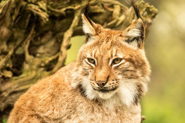 Close up portrait of European Lynx resting in spring landscape in natural forest habitat, lives in forests, taiga, steppe and tundra, animal in captivity, zoo