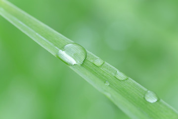 close up of rain drop on leaf of iris