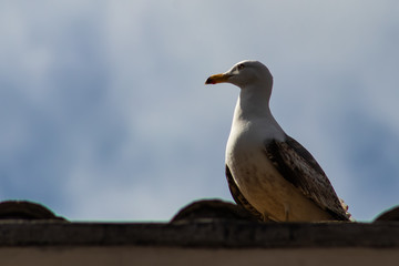 Obraz premium Seagull sits on the roof and looks to the left