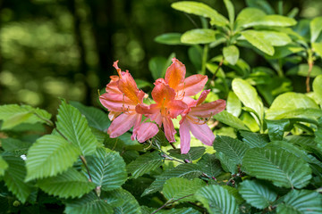 nice rhododendron in the park