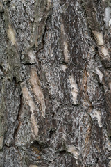 The bark structure of the old oak. Natural material texture or brown background.