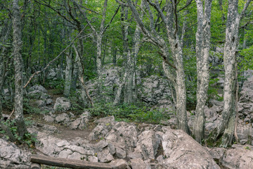 trees in dense forest with stony soil