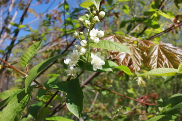 blooming tree branch in the Park in spring