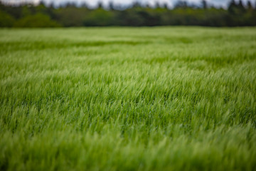 green wheat field in spring time