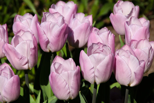 Beautiful pink pastel color tulips blooming, closeup