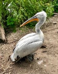 Dalmatian Pelican