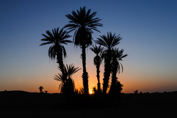 Obraz premium Sunset in the Sahara Desert / Sunset with palm trees in backlight in the Sahara, Morocco, Africa.