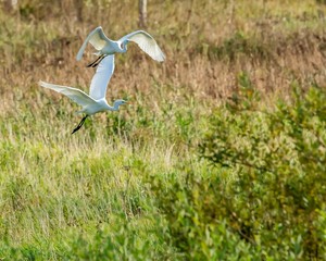 38. Большая белая цапля (great white egret)