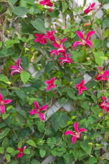 Clematis 'Princess Diana' growing on a garden trellis