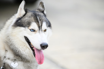 Look My Eyes Siberianhusky