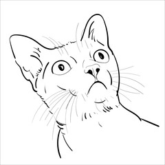 Drawing portrait of cat is staring up.