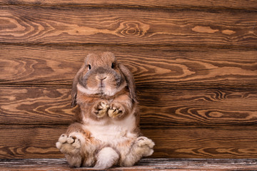 Dwarf rabbit breed ram sits. Powerful rabbit's hind legs.