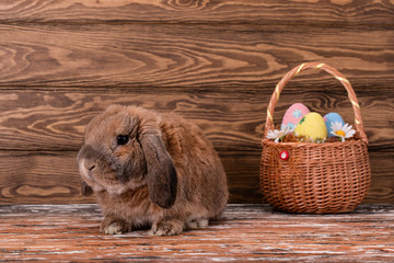Dwarf rabbit breed sheep lies. Easter bunny. Basket with eggs.