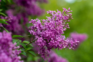 lilac garden spring bloom. tree blooms in summer. purple flowers