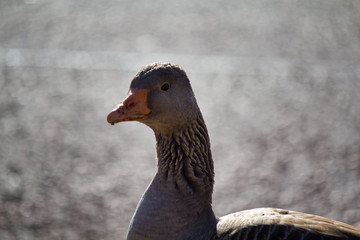 portrait of a duck