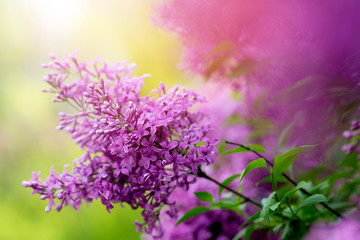lilac garden spring bloom. tree blooms in summer. purple flowers