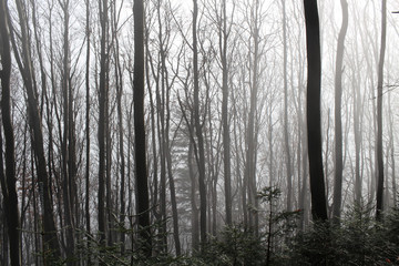 Fototapeta na wymiar Forest fantasy fog landscape poland