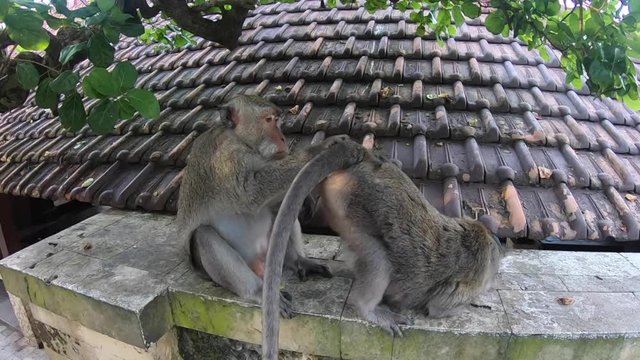 Monkey gets a flea from another monkey in the forest of monkeys Bali