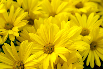 Background of yellow daisies - Golden Butterfly Marguerite Daisy