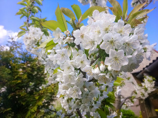 Bright white blossoms of a cherry tree in spring. Close up of a branch of cherry tree with flowers and young leaves.