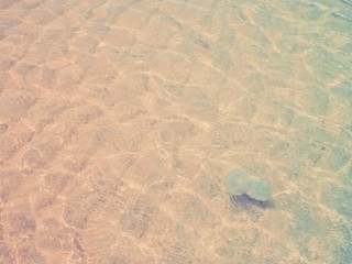 Jellyfish swimming in the ocean.