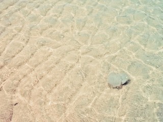 Jellyfish swimming in the ocean.