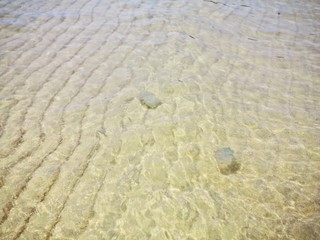 Jellyfish swimming in the ocean.