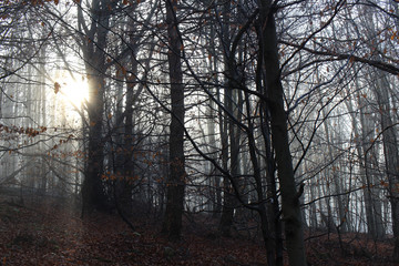 Obraz premium Forest fantasy fog landscape poland