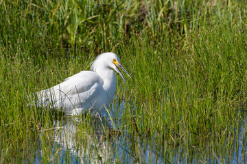 Wildlife of Colorado - Snowy Egret Wading in Shallow Water