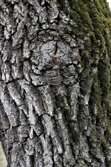Texture of old tree bark.