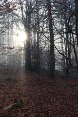 Forest fantasy fog landscape poland