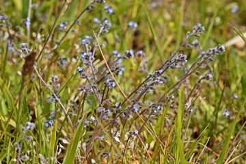 Hügel-Vergissmeinnicht (Myosotis ramosissima)