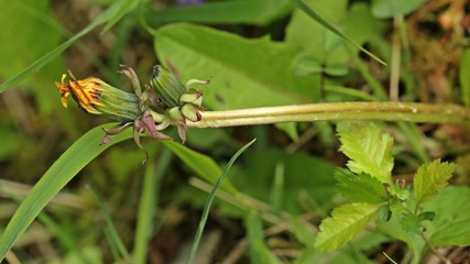 Löwenzahn mit Konkauleszenz