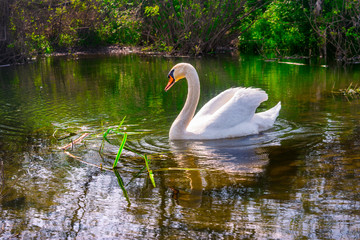 Fototapeta premium swan on the lake