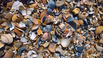 Muscheln am Strand