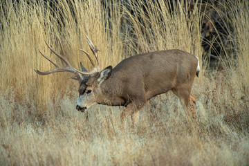 Now thats a Rack III