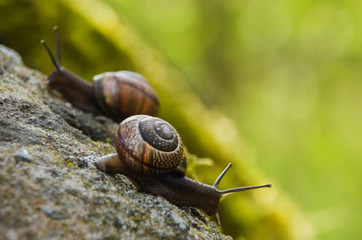 Big grape snail in shell crawling, summer day in garden, A common garden snail climbing on a stump, edible snail or escargot, is a species of large, edible, air-breathing land