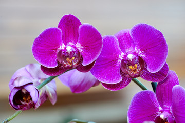 Fototapeta na wymiar Beautiful orchid photos,macro photo of orchid flower 