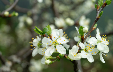 Blossom to cherries at spring length of time