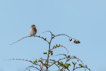 An adult subalpine warbler sitting on a bush
